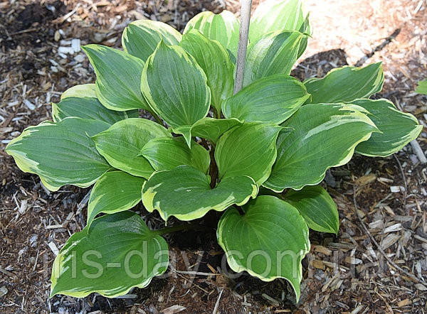 Хоста Peace and Quiet (Solberg 20), фото 1