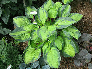 The High Life (Zilis 12)