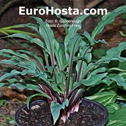 Hosta Zucchini Fries (R. Goodenough)
