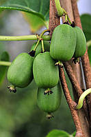 Актінідія аргута Віті Ківі/Actinidia arguta VITIKIWI®