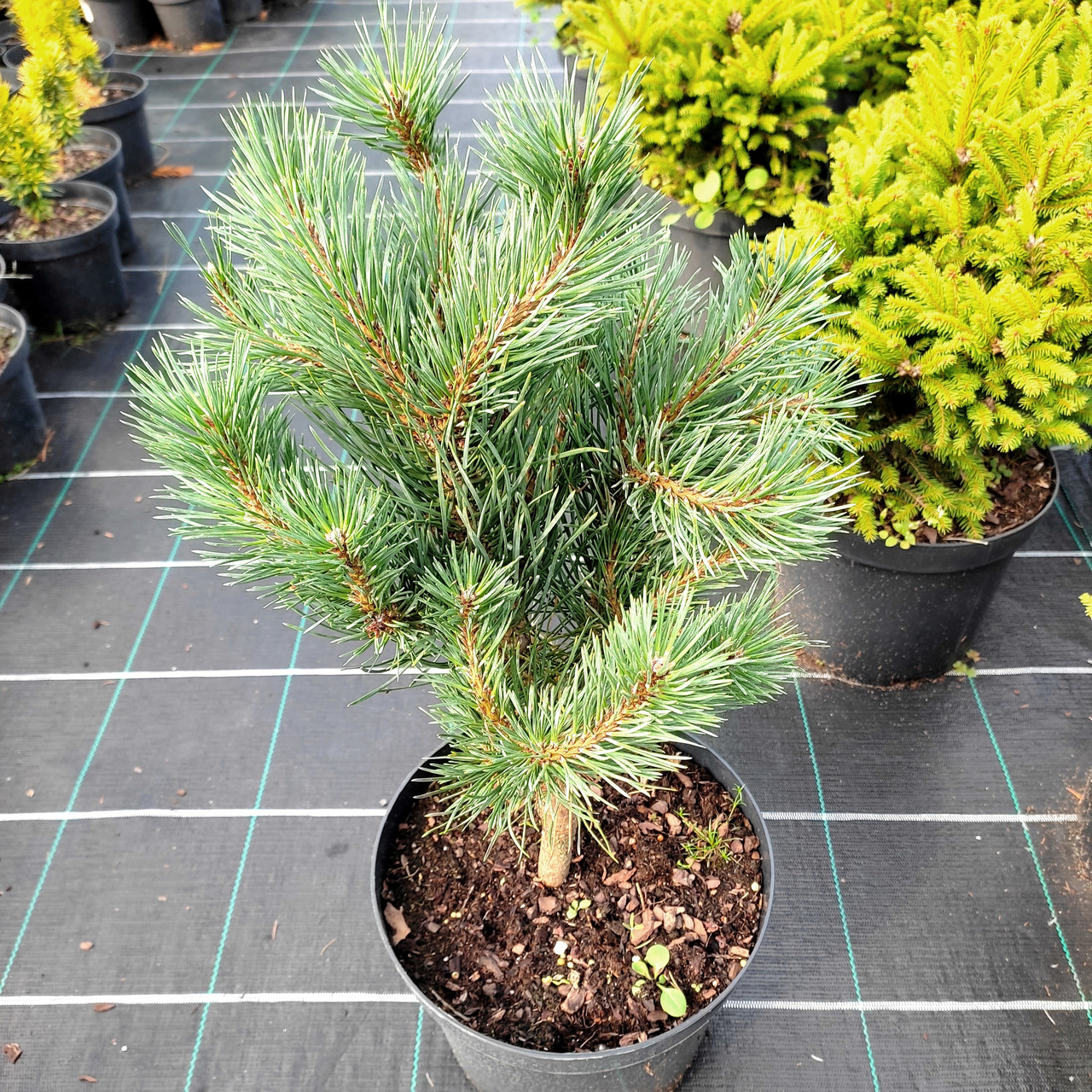 Сосна звичайна Хібернія / h 30-40 / Pinus sylvestris Hibernia