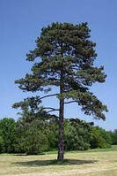 Сосна чорна/Pinus nigra, C5, Н60-80