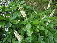 Клетра вільхолиста / Clethra alnifolia С12 /Н 50-70