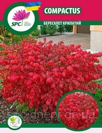Бересклет крилатий Compactus, фото 1