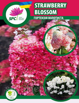 Гортензія волотиста Strawberry Blossom