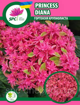 Гортензія крупнолиста Princess Diana