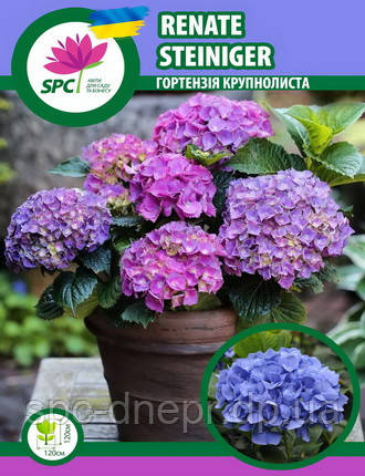 Гортензія крупнолиста Renate Steiniger, фото 1