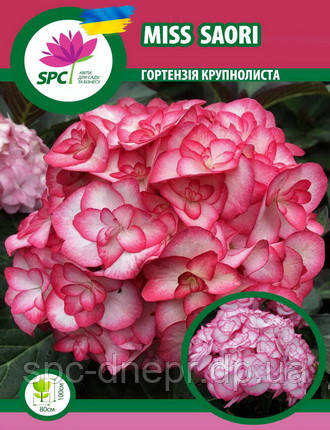 Гортензія крупнолиста Miss Saori, фото 1