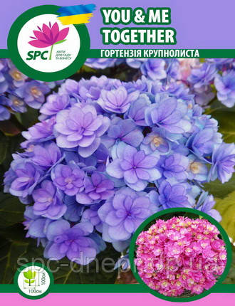 Гортензія крупнолиста You and Me Together