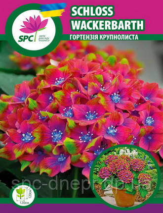 Гортензія крупнолиста Schloss Wackerbarth, фото 1
