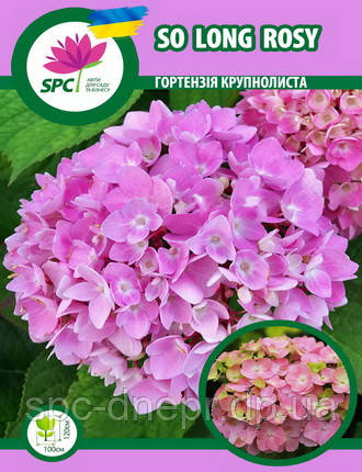 Гортензія крупнолиста So Long Rosy