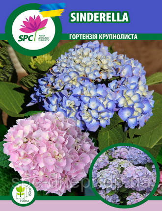 Гортензія крупнолиста Sinderella, фото 1