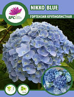 Гортензия крупнолистная Nikko Blue