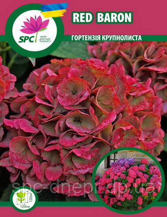 Гортензія крупнолиста Red Baron, фото 1