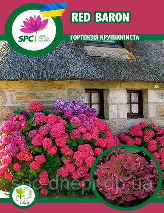 Гортензія крупнолиста Red Baron, фото 3