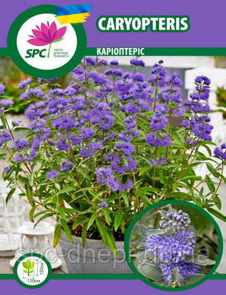 Каріоптеріс (Caryopteris), фото 1