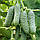 Насіння огірка Капрікорн 500 н., фото 2