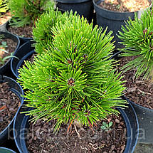 Сосна білокора Шмідті / С5 / Pinus Schmidtii, фото 3
