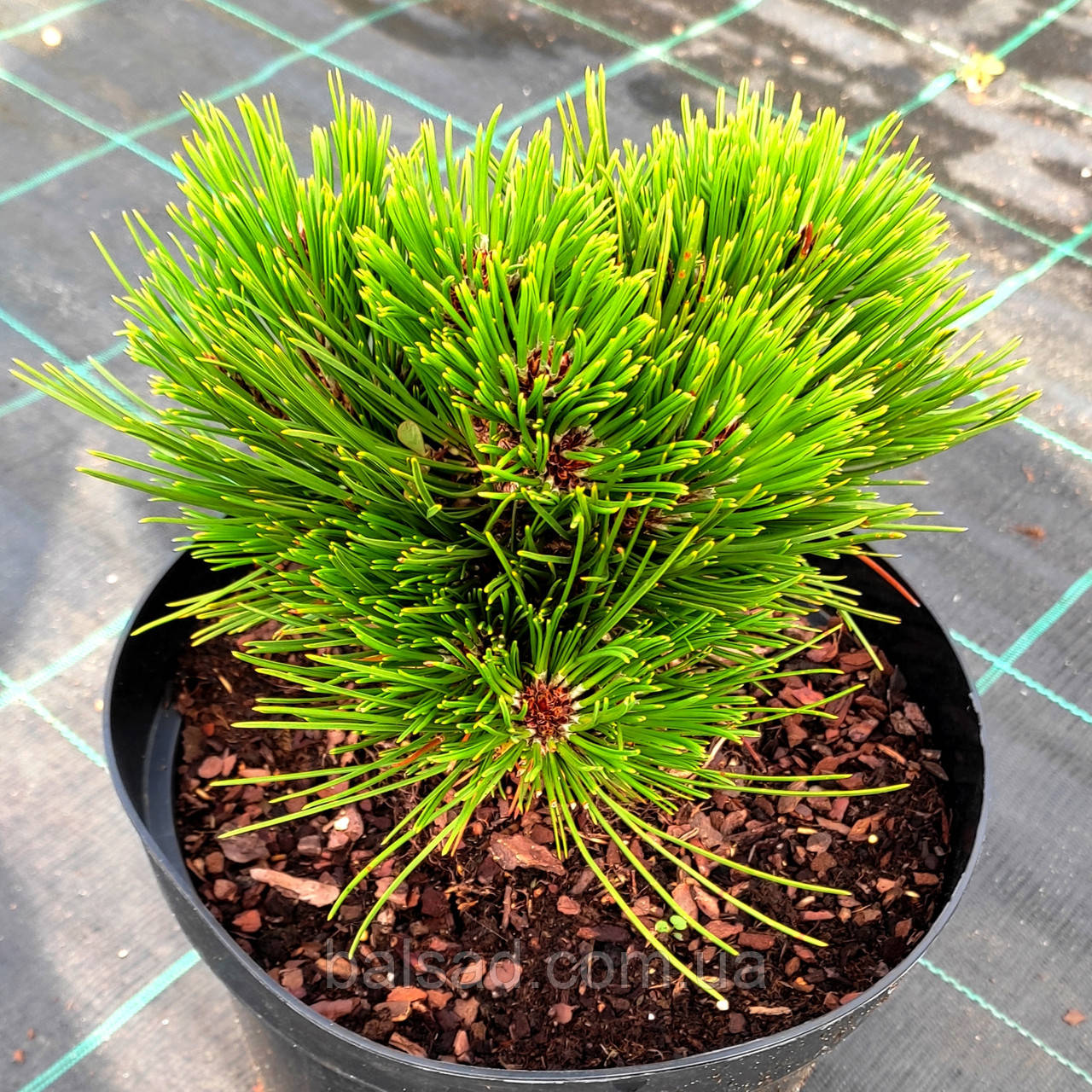 Сосна білокора Шмідті / С5 / Pinus Schmidtii