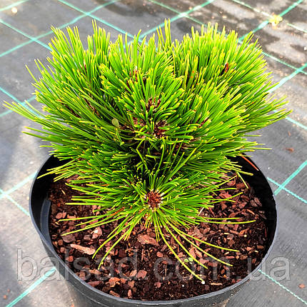 Сосна білокора Шмідті / С5 / Pinus Schmidtii, фото 1