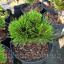 Сосна білокора Шмідті / С5 / Pinus Schmidtii, фото 4