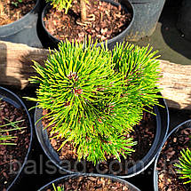 Сосна білокора Шмідті / С5 / Pinus Schmidtii, фото 5