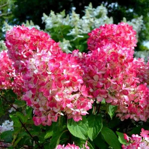 Саджанці Гортензії волотистої Пінк Даймонд (Hydrangea paniculata Pink Diamond) Р9, фото 1
