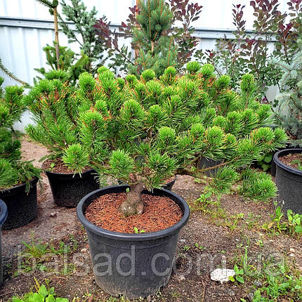 Сосна гірська Вінтер Голд / С45 / d 80-100 / Pinus mugo Wintergold, фото 3