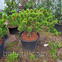 Сосна гірська Вінтер Голд / С45 / d 80-100 / Pinus mugo Wintergold, фото 5