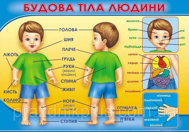 Плакат шкiльний: Будова тіла людини