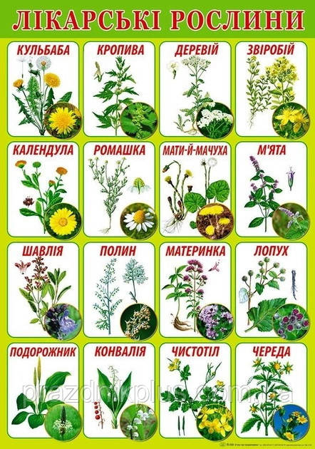 Плакат шкiльний: Лікарські рослини