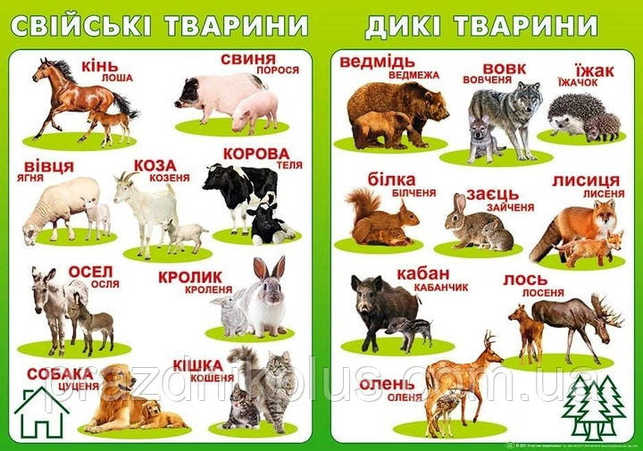 Плакат шкiльний: Дикі та свійські тварини