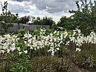 Лілія запашна лікарська білосніжна Кандідум Lilium candidum, цибулина 1шт, фото 7