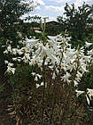 Лілія запашна лікарська білосніжна Кандідум Lilium candidum, цибулина 1шт, фото 6