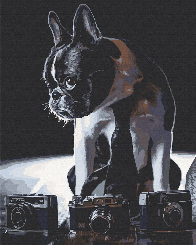 Картина за номерами 40х50 см. Сором'язливий бульдог фотограф АС11642, фото 1