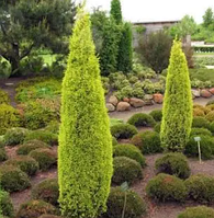Ялівець Голд Кон саджанці 30 см в контейнерах, Juniperus communis Gold Cone
