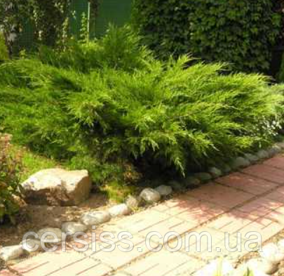 Ялівець Мінт Джулєп саджанці в контейнерах, Juniperus media pfitzeriana Mint Julep, фото 1