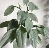 Філодендрон Сільвер Квін сріблястий в горщику Philodendron Silver Queen, фото 3
