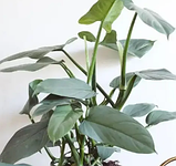 Філодендрон Сільвер Квін сріблястий в горщику Philodendron Silver Queen, фото 5