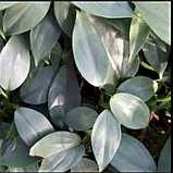 Філодендрон Сільвер Квін сріблястий в горщику Philodendron Silver Queen, фото 4