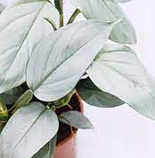 Філодендрон Сільвер Квін сріблястий в горщику Philodendron Silver Queen, фото 2