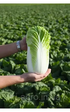 Капуста пекінська Білко F1 20шт (Проф.Нас), фото 1