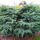 Саджанці Ялівцю лускатого Мейері (Juniperus squamata Meyeri) С3, фото 2