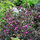 Саджанці Вейгели квітучої Вікторія (Weigela florida Victoria) Р9, фото 3