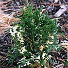 Саджанці Туї західної Конфетті, 4-х річна (Thuja occidentalis Konfetti) С3, фото 3