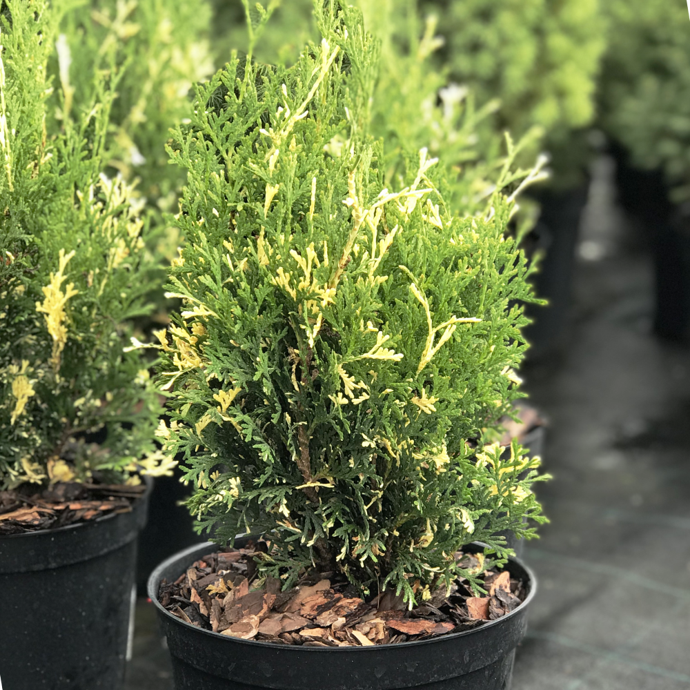 Саджанці Туї західної Конфетті, 4-х річна (Thuja occidentalis Konfetti) С3