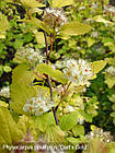 Саджанці Пухироплідника калинолистного Дартс Голд (Physocarpus opulifolius Dart’s Gold) Р9, фото 2