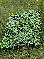 Фітомодуль "Молоде Листя" 60х40 см. Висота 5 см, фото 4