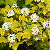 Саджанці Пухироплідника калинолистного Дартс Голд (Physocarpus opulifolius Dart s Gold) Р9