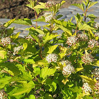 Саджанці Пухироплідника калинолистного Наггет (Physocarpus opulifolius Nugget) Р9